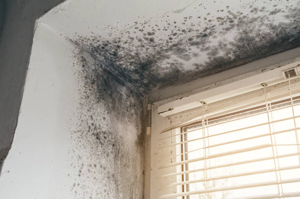 Affordable Basement Mold Removal solutions in Island Park, NY